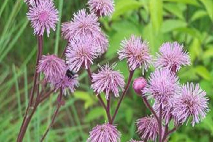 pom pom weed